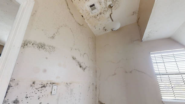 Best Attic Mold Removal  in Hanover, IN