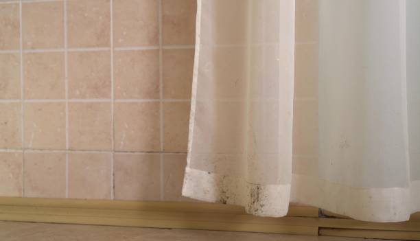 Best Black Mold Removal  in Hanover, IN