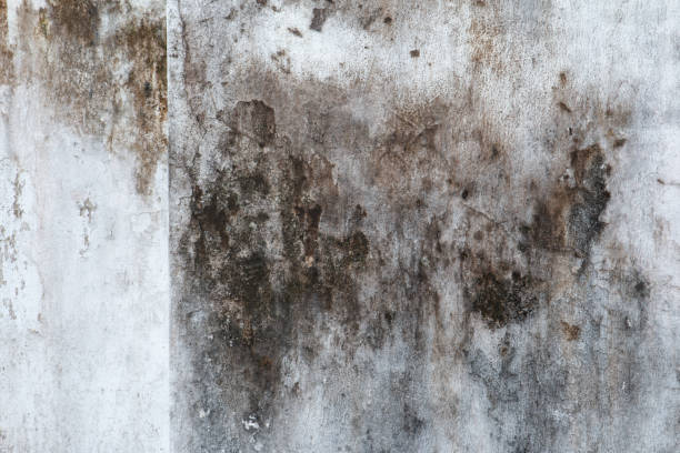 Reliable Hanover, IN Mold Removal Solutions