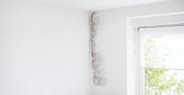 Best Residential Mold Inspection & Testing  in Hanover, IN