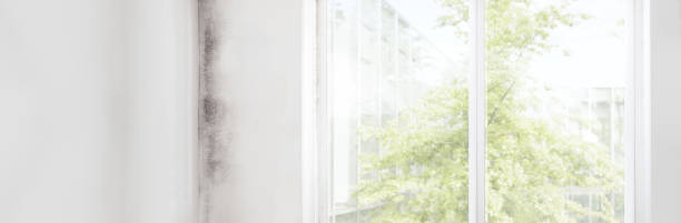 Best Mold Remediation for Healthcare Facilities  in Hanover, IN
