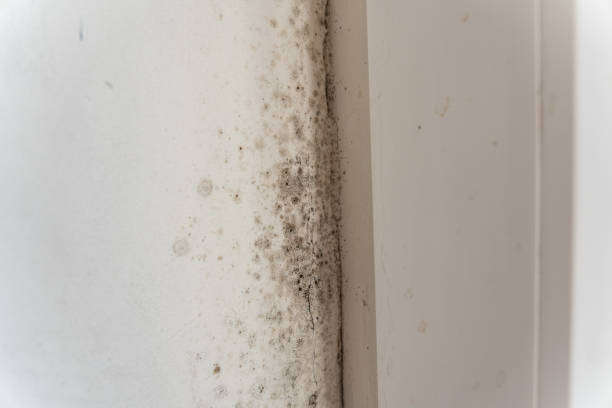Best HVAC Mold Inspection and Cleaning  in Hanover, IN