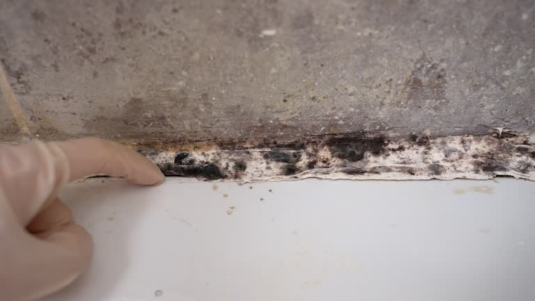 Best Mold Prevention Services  in Hanover, IN