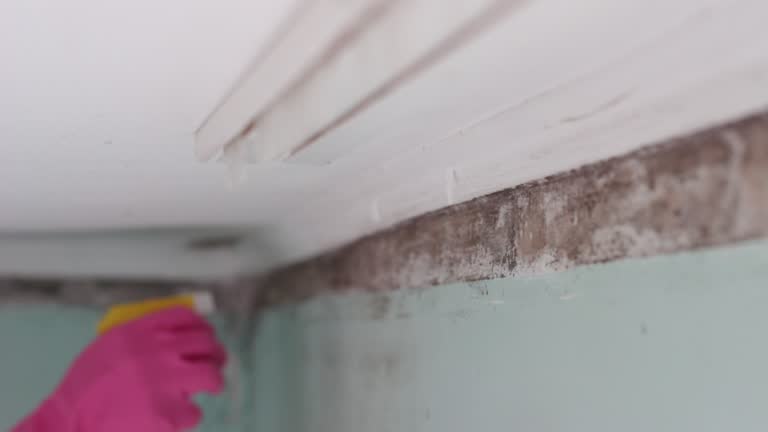 Best Environmental Consulting for Mold Prevention  in Hanover, IN