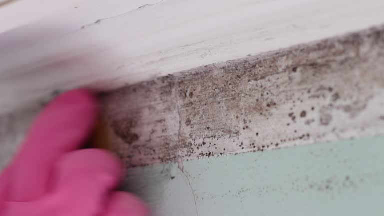 Best Mold-Related Health Consultation  in Hanover, IN